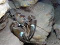 scuba diving photo