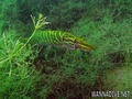 scuba diving photo