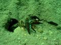 scuba diving photo