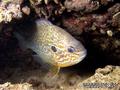 foto de buceo