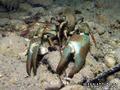 foto de buceo