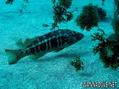 foto de buceo