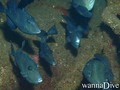 foto de buceo