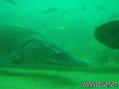 scuba diving photo