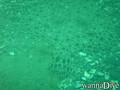 scuba diving photo