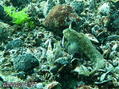 scuba diving photo