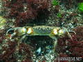 scuba diving photo