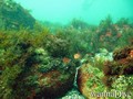 scuba diving photo