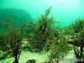scuba diving photo