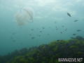 scuba diving photo
