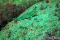 scuba diving photo