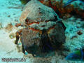 scuba diving photo