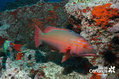 scuba diving photo