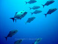 scuba diving photo