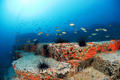 scuba diving photo