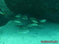 scuba diving photo