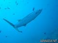 scuba diving photo