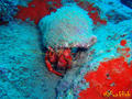 scuba diving photo