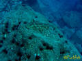 scuba diving photo