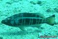 scuba diving photo