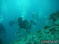 scuba diving photo