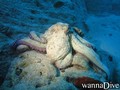 scuba diving photo