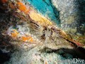 scuba diving photo