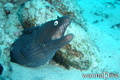 scuba diving photo