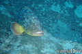scuba diving photo