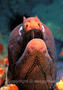 scuba diving photo