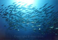 scuba diving photo