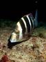 scuba diving photo