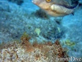 scuba diving photo