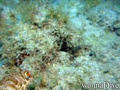 scuba diving photo