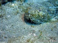 scuba diving photo