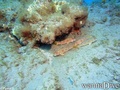 scuba diving photo
