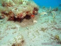 scuba diving photo