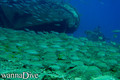 scuba diving photo