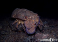 scuba diving photo