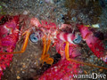 scuba diving photo