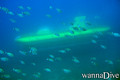scuba diving photo