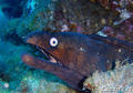 foto de buceo
