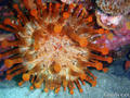 foto de buceo