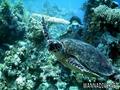 foto de buceo