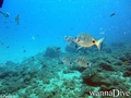 foto de buceo