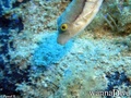 scuba diving photo
