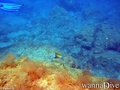 scuba diving photo