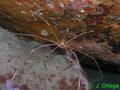foto de buceo