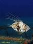 foto de buceo