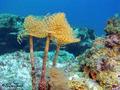 foto de buceo